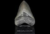 Serrated, Megalodon Tooth - Beautiful Enamel #69763-1